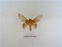 藏品(平緣枯葉蛾)的圖片